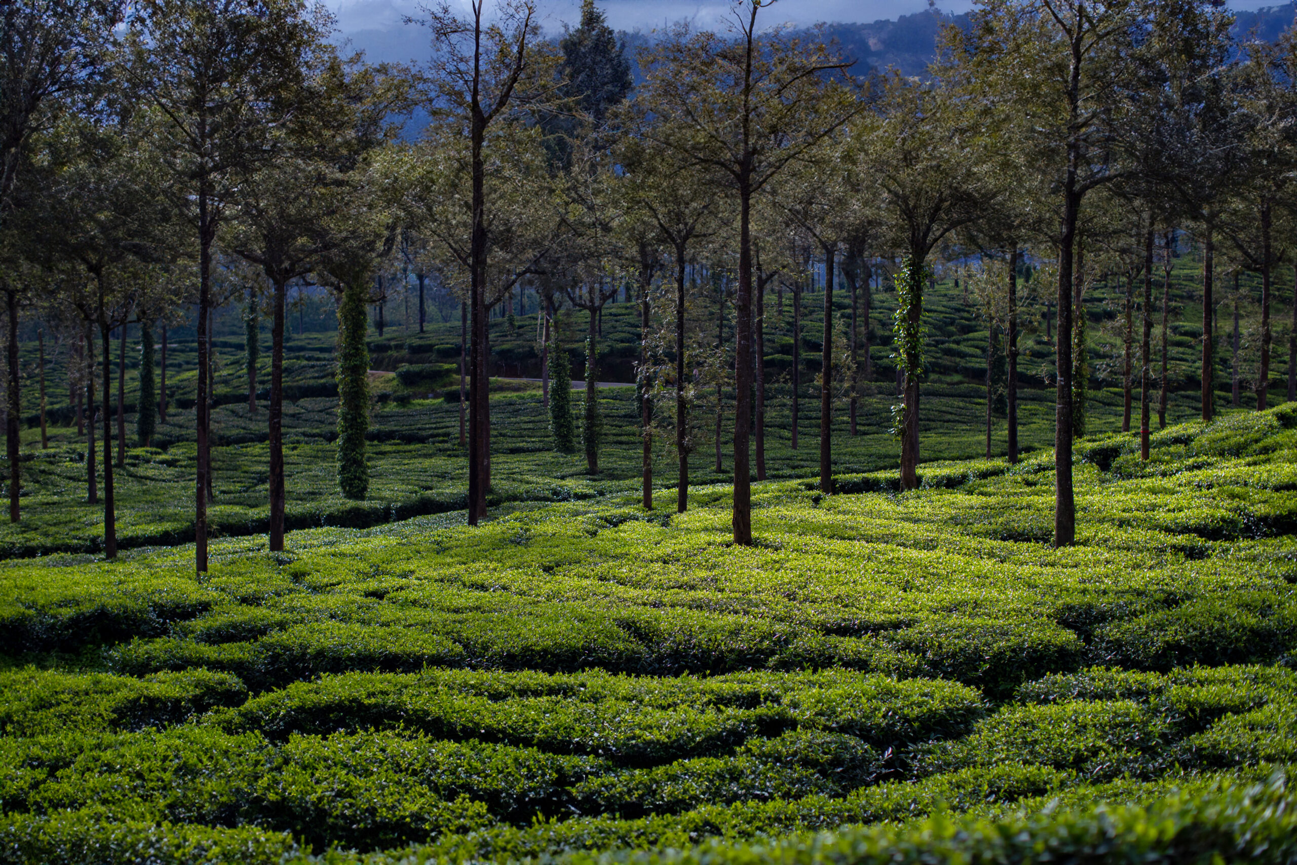 019-Tea-Estate_Munnar