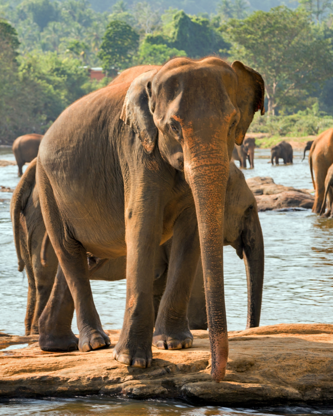 Sri Lanka (2)