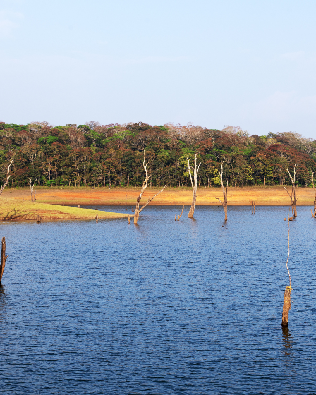 Thekkady Tour (4)