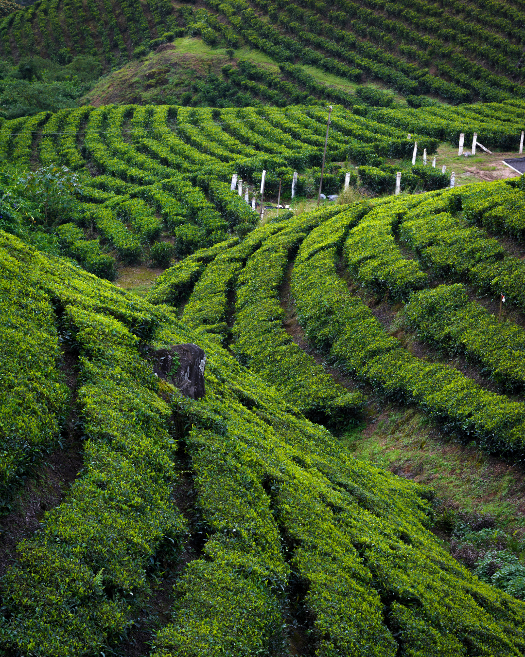 Vagamon Adventure Tour (1)